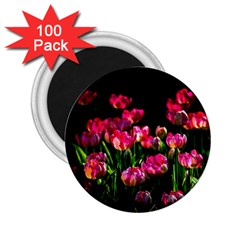 Pink Tulips Dark Background 2 25  Magnets (100 Pack)  by FunnyCow