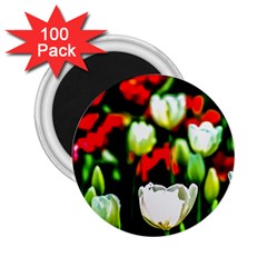 White And Red Sunlit Tulips 2 25  Magnets (100 Pack)  by FunnyCow