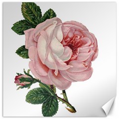 Rose 1078272 1920 Canvas 20  X 20  by vintage2030