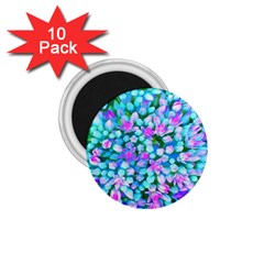 Blue And Hot Pink Succulent Sedum Flowers Detail 1 75  Magnets (10 Pack)  by myrubiogarden