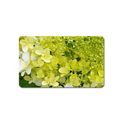 Elegant Chartreuse Green Limelight Hydrangea Macro Magnet (name Card) by myrubiogarden