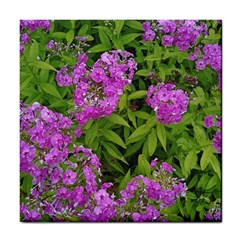 Stratford Garden Phlox Tile Coasters by Riverwoman