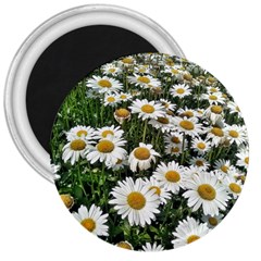 Columbus Commons Shasta Daisies 3  Magnets by Riverwoman