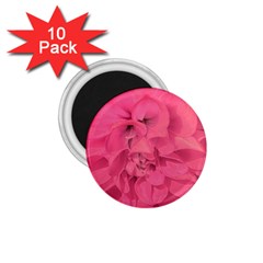 Beauty Pink Rose Detail Photo 1 75  Magnets (10 Pack)  by dflcprintsclothing