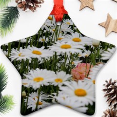 Champs De Marguerites Ornament (star) by kcreatif