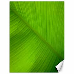 Banana Leaf Canvas 12  X 16  by artworkshop