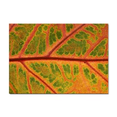 Leaf Veins Texture Autumn Fall Sticker A4 (10 Pack) by Wegoenart