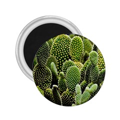 Cactus Flora Flower Nature Floral 2 25  Magnets by Vaneshop