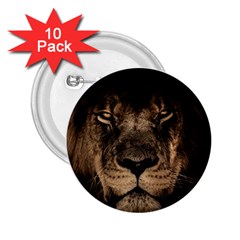 African Lion Mane Close Eyes 2 25  Buttons (10 Pack)  by Ket1n9