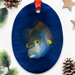 Fish Blue Animal Water Nature Oval Ornament (two Sides) by Hannah976