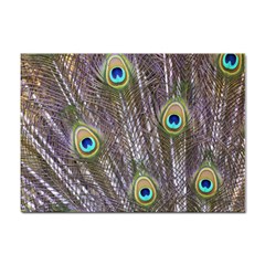 Peacock Bird Feathers Plumage Peacock Sticker A4 (10 Pack) by Perong