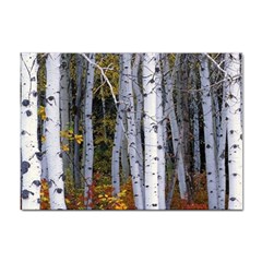 White Birch Trees Autumn Sticker A4 (10 Pack) by Perong